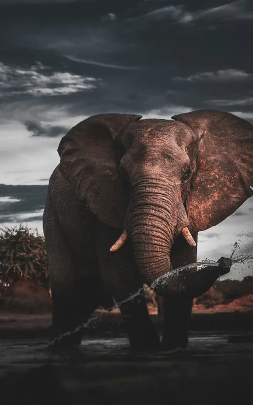 Afrikanischer Elefant mit gespreizten Ohren und Stoßzähnen beim Trinken an einem Wasserloch unter dramatisch bewölktem Himmel